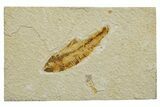 Bargain, Detailed Fossil Fish (Knightia) - Wyoming #340792-1